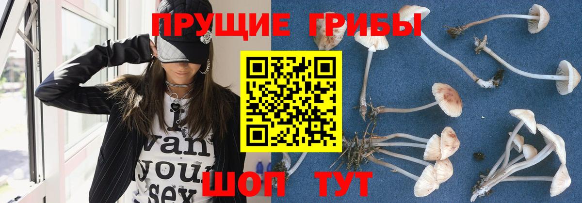Псилоцибиновые грибы Psilocybine cubensis  Галлюциногенные грибы GOLDEN TEACHER  Тельмана  Вход с VPN 